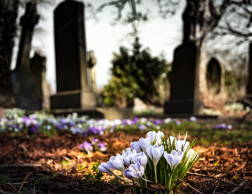 A close-up view of a cluster of fresh white crocus flowers with subtle purple streaks, growing amidst rich brown soil in a cemetery setting. The flowers are surrounded by slender green leaves and are