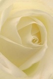 This evocative image brings you directly into the gentle embrace of a cream-white rose's spiralled centre, where the soft layering of petals conjures images of early morning mist settling over Berrylands gardens. The petals' hush-soft texture and almost translucent sheen suggest a freshness and delicacy only found in flowers cut at their peak by skilled local hands. Subtle shadows accentuate each graceful curve, creating a sense of soothing depth and quiet emotional drama. The atmosphere is tranquil, embodying the peacefulness of a heartfelt gesture-perfect for expressing sympathy, admiration, or blessing a new beginning in Berrylands. With every careful layer, the craftsmanship and sensitivity of the florist shine through, transforming a simple bloom into an emblem of pure feeling and local devotion. The imagined whisper of fragrance completes the scene, leaving an aura of serenity, artistry, and enduring comfort for anyone touched by its presence.
